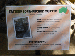 Information on the Eastern Long-necked Turtle at the Kuranda Koala Gardens