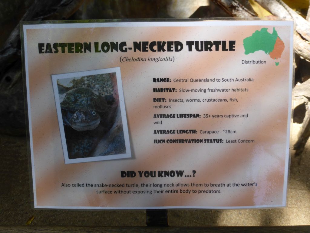 Information on the Eastern Long-necked Turtle at the Kuranda Koala Gardens