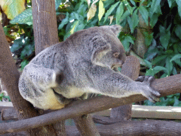 Koala at the Kuranda Koala Gardens