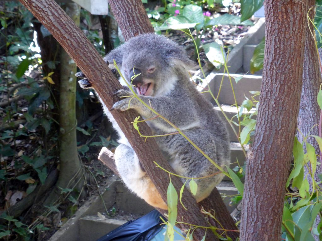 Koala at the Kuranda Koala Gardens