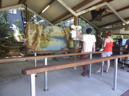 Koala Photo Area at the Kuranda Koala Gardens