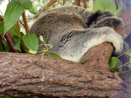 Koala at the Kuranda Koala Gardens