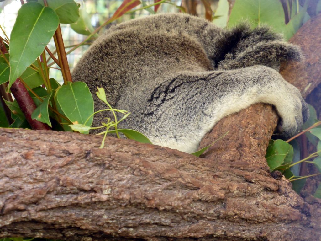 Koala at the Kuranda Koala Gardens