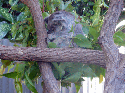 Koala at the Kuranda Koala Gardens