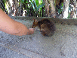 Wallaby at the Kuranda Koala Gardens