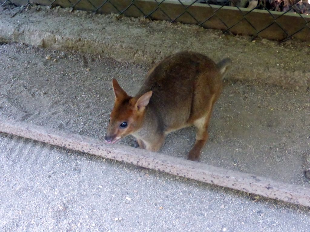 Wallaby at the Kuranda Koala Gardens