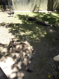 Kangaroos at the Kuranda Koala Gardens