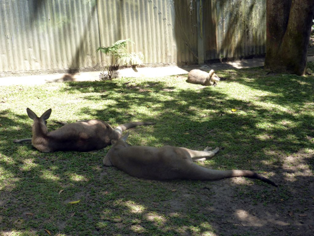 Kangaroos at the Kuranda Koala Gardens