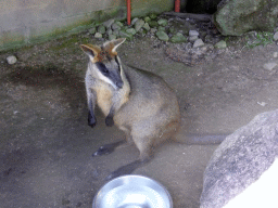 Wallaby at the Kuranda Koala Gardens