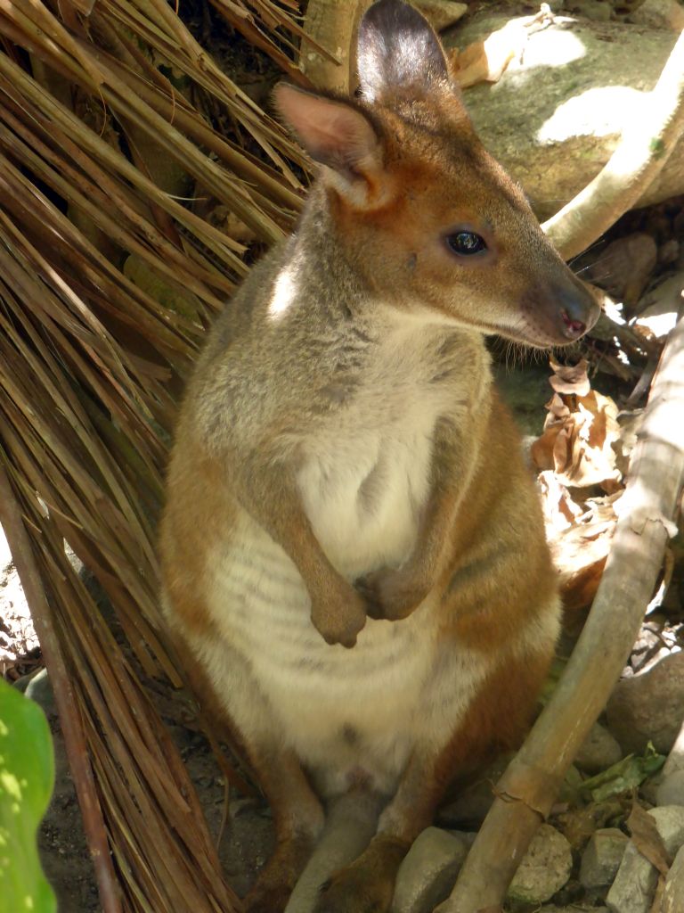 Wallaby at the Kuranda Koala Gardens