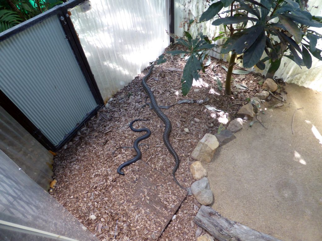 Snakes at the Walk-through Snake House at the Kuranda Koala Gardens