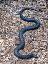 Snake at the Walk-through Snake House at the Kuranda Koala Gardens