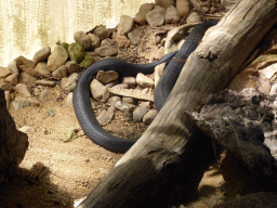 Red-bellied Black Snake at the Walk-through Snake House at the Kuranda Koala Gardens