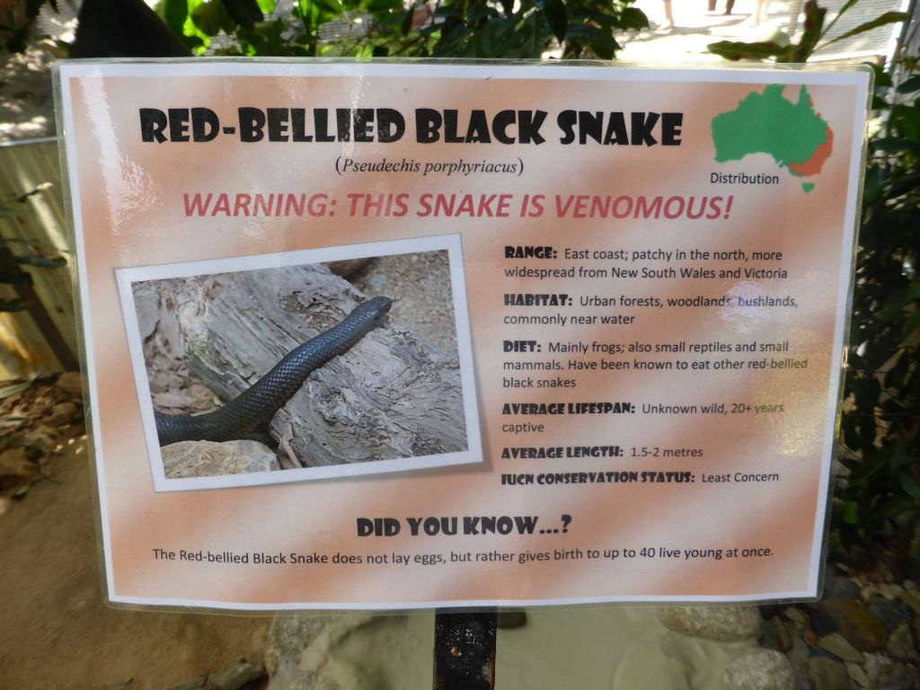 Information on the Red-bellied Black Snake at the Walk-through Snake House at the Kuranda Koala Gardens