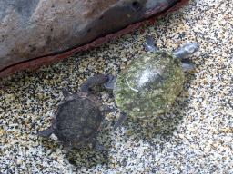 Turtles at the Kuranda Koala Gardens