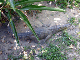 Freshwater Crocodile at the Kuranda Koala Gardens