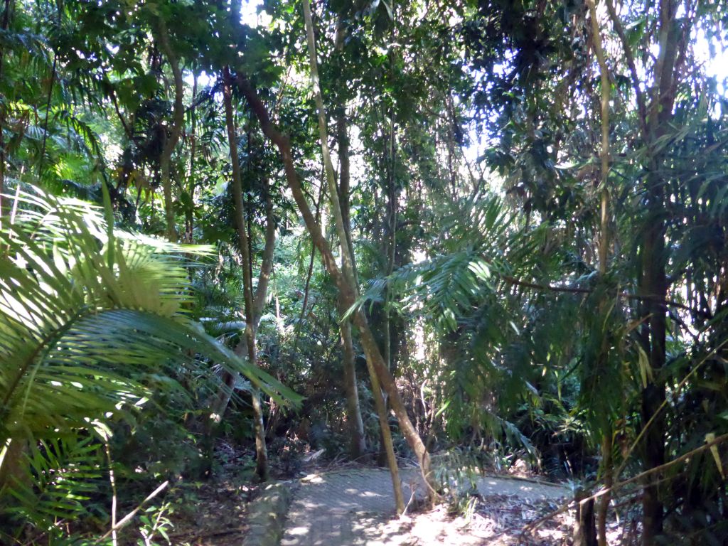 Path at the Jumrum Creek Walk