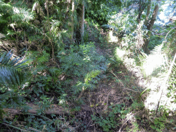 Plants at the Jumrum Creek Walk