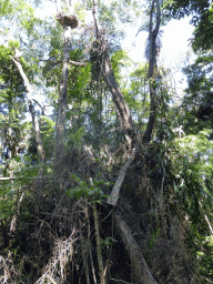 Trees at the Jumrum Creek Walk