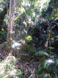 Plants at the Jumrum Creek Walk