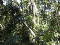 Trees at the Jumrum Creek Walk