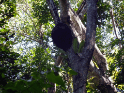 Trees at the Jumrum Creek Walk