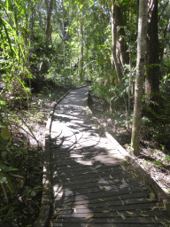 Path at the Jumrum Creek Walk
