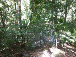 Plants at the Jumrum Creek Walk