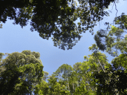 Tops of trees at the crossing of Jumrum Creek