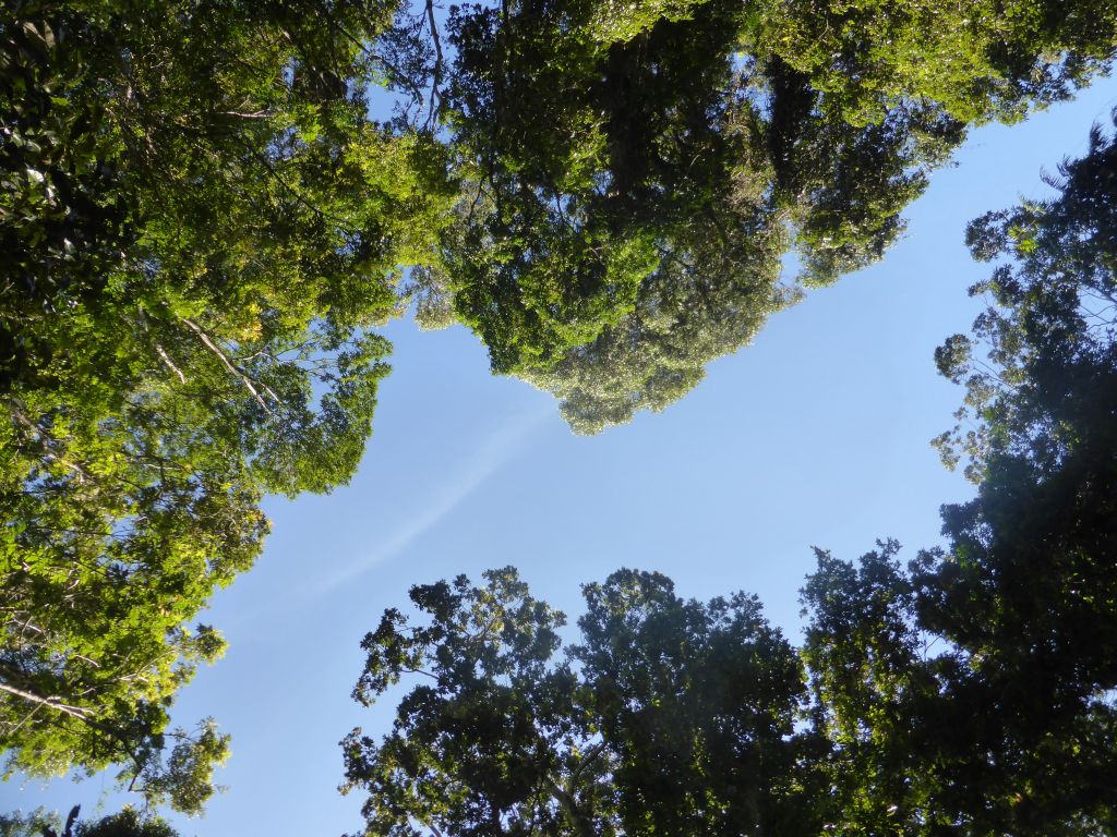 Tops of trees at the crossing of Jumrum Creek