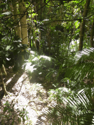 Plants at the Jumrum Creek Walk