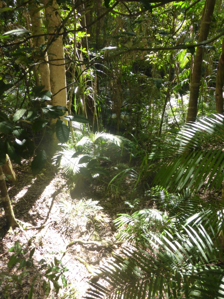 Plants at the Jumrum Creek Walk