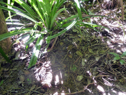 Plants at the Jumrum Creek Walk