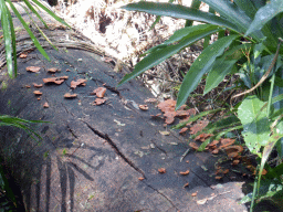 Mushrooms at the Jumrum Creek Walk