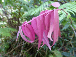 Plant at the Barron Falls Road