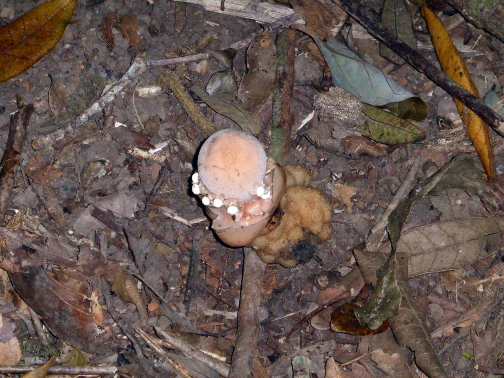 Mushroom at the Jungle Walk