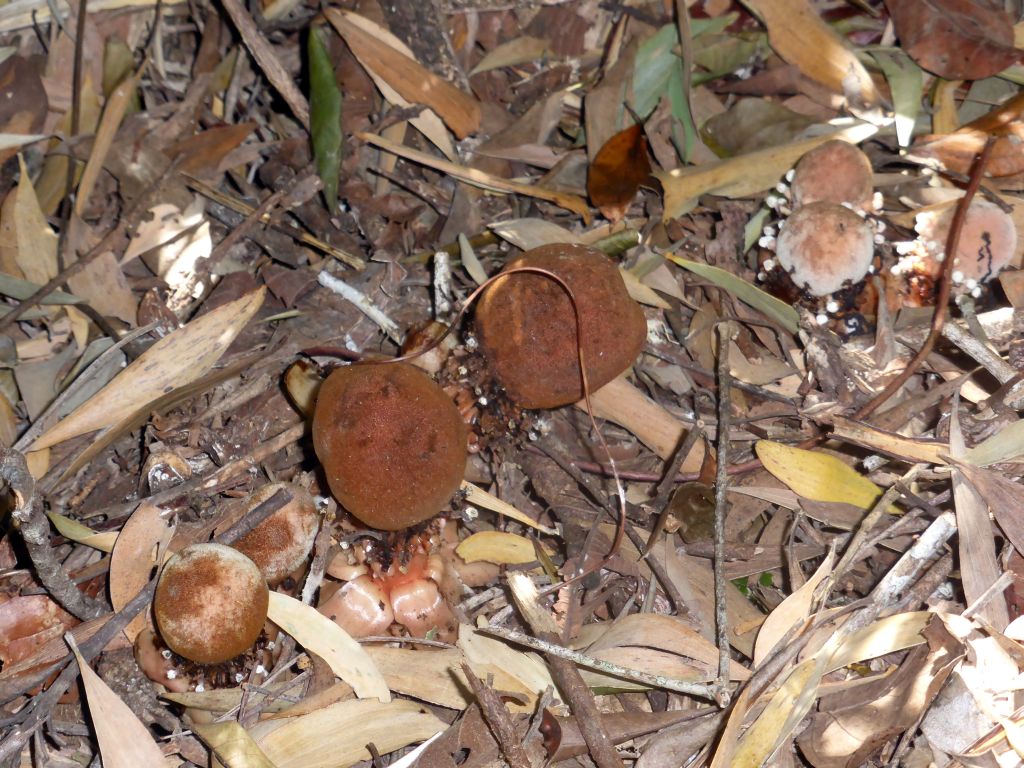 Mushrooms at the Jungle Walk