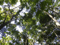 Tops of trees at the Jungle Walk