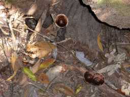 Mushrooms at the Jungle Walk