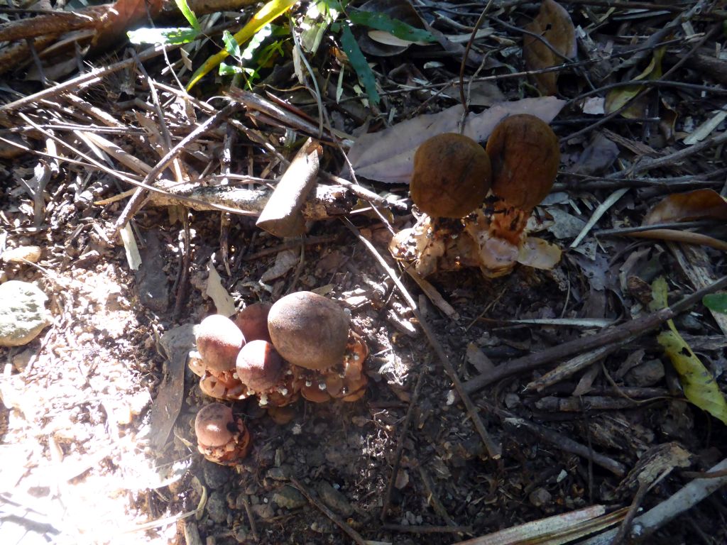 Mushrooms at the Jungle Walk