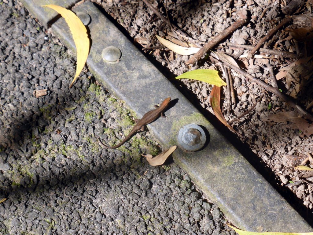 Lizard at the Jungle Walk