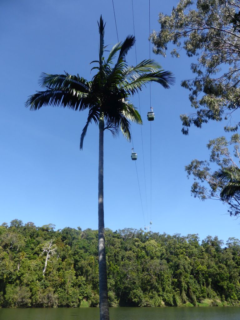 The Skyrail Rainforest Cableway over the Barron River, viewed from the River Walk