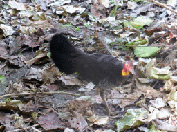 Australian brushturkey at the River Walk