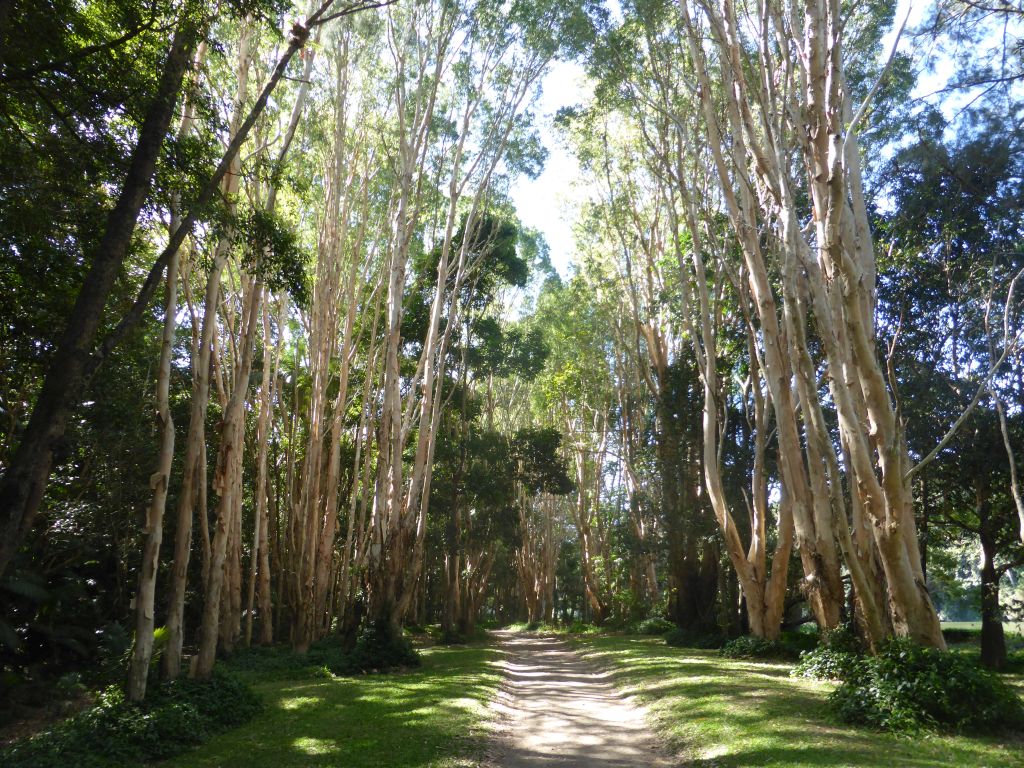 Trees at the River Walk