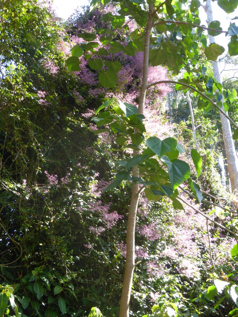 Flowers in a plant at the River Walk