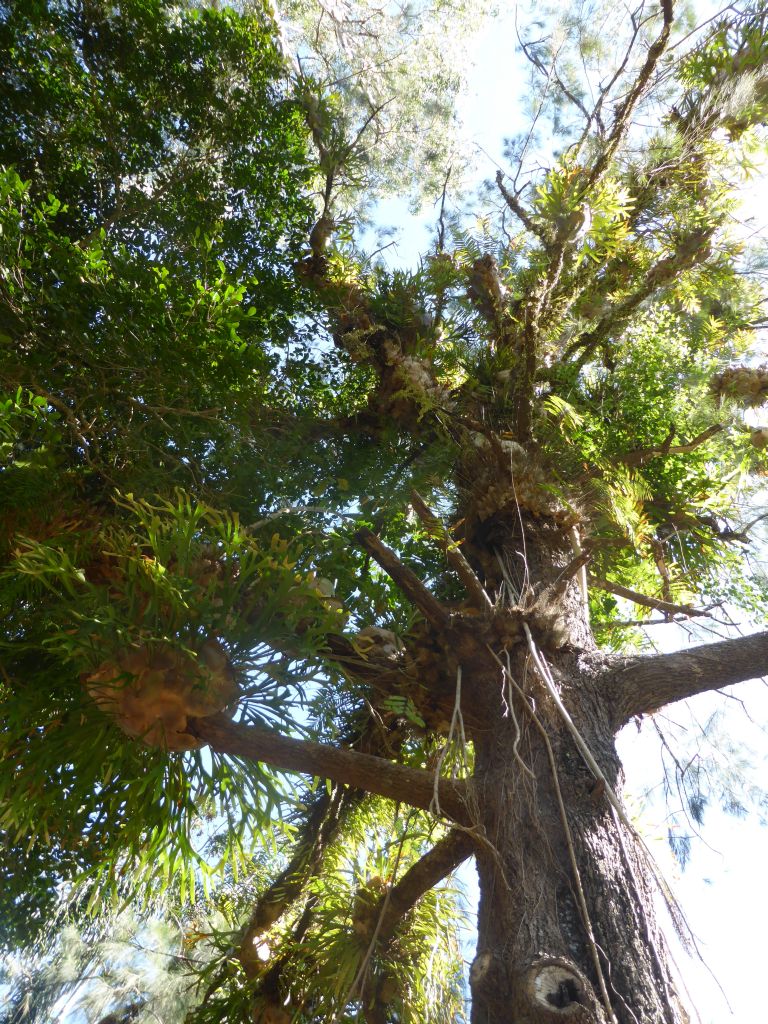 Tree at the River Walk