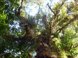 Tree at the River Walk