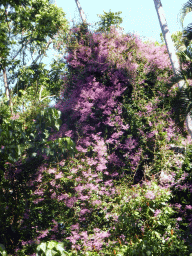 Flowers in a plant at the River Walk