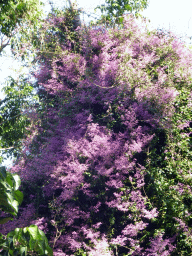 Flowers in a plant at the River Walk