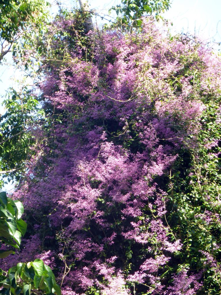 Flowers in a plant at the River Walk